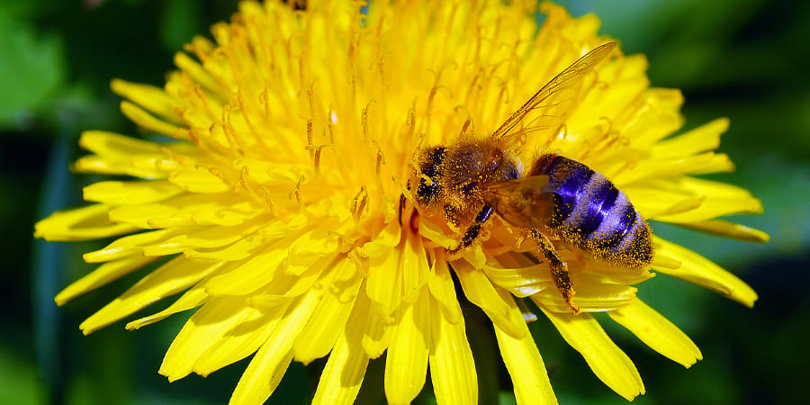 Медоносы для пчел