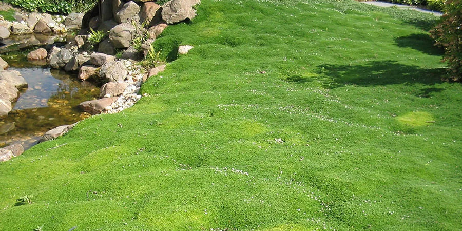 Трава вместо газона. Мшанка ирландский мох Леруа. Мшанка шиловидная в ландшафтном дизайне. Мшистый газон. Мшанка в ландшафтном дизайне фото.