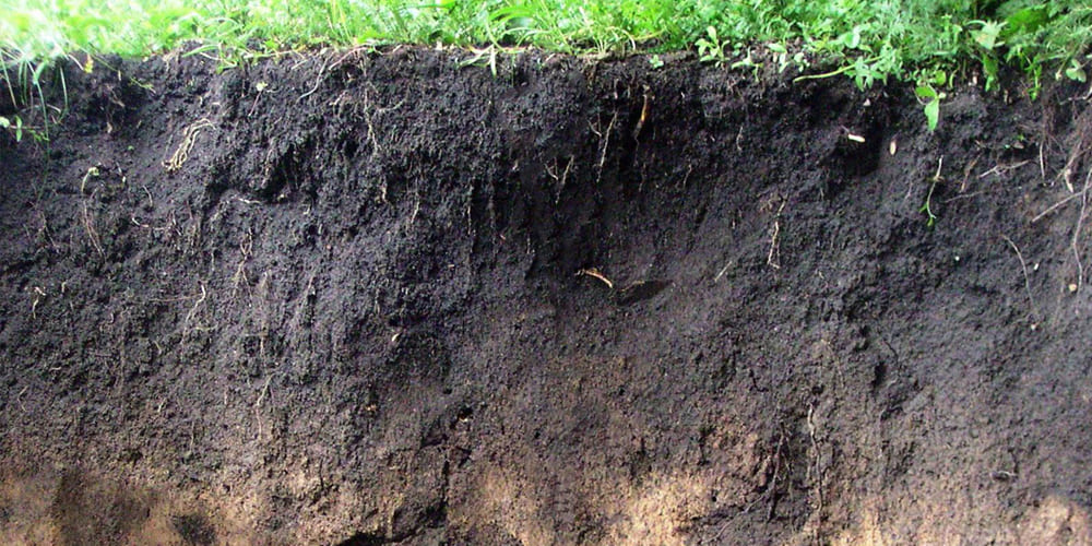 Типы почв в Московской области