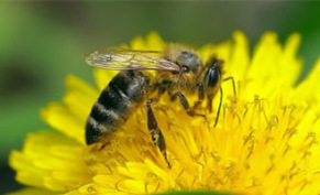 Лучшие медоносы для пчел: основные особенности, виды трав и кустарников