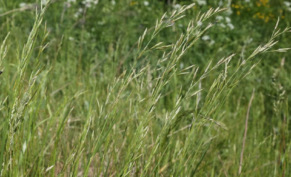 Овсяница луговая: описание, особенности посева и использования в газонах