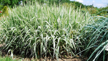 Основные виды и сорта