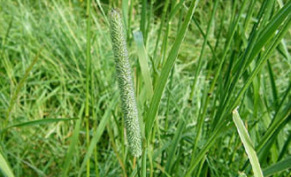 Тимофеевка луговая – почему эта трава часто входит в состав смесей для газона?