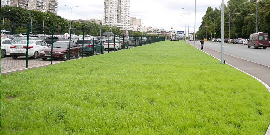 ГАЗОН В ГОРОДЕ
