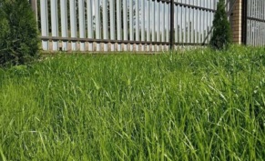 Искусственный газон против натурального: что выбрать?