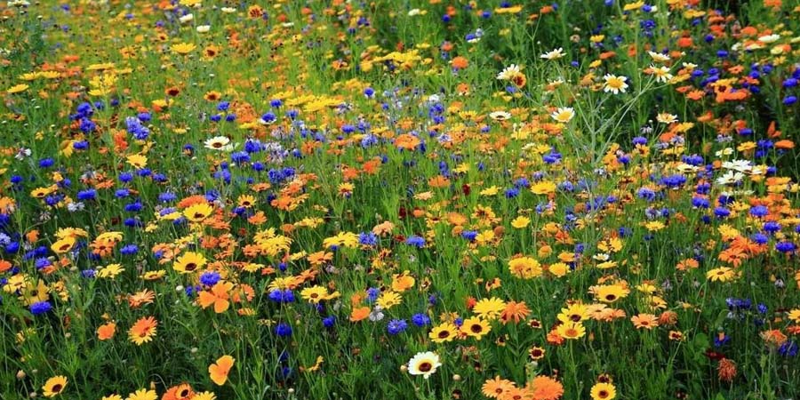 ЦВЕТЫ НА МАВРИТАНСКОМ ГАЗОНЕ