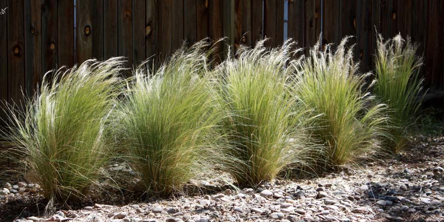 ДЕКОРАТИВНЫЕ ЗЛАКИ НА УЧАСТКЕ