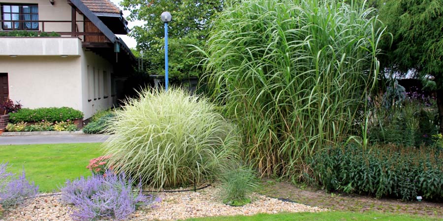 ДЕКОРАТИВНЫЕ ЗЛАКИ В САДУ