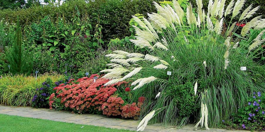 ДЕКОРАТИВНЫЕ ЗЛАКИ В ЛАНДШАФТНОМ ДИЗАЙНЕ