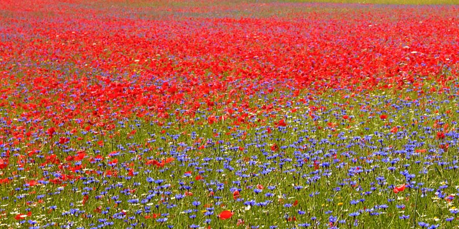 КРАСНЫЙ МАВРИТАНСКИЙ ГАЗОН