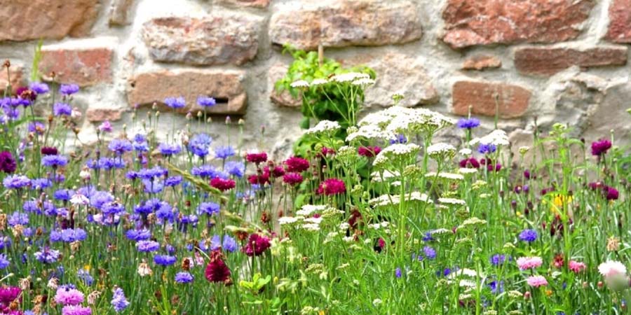 МНОГОЦВЕТНЫЙ МАВРИТАНСКИЙ ГАЗОН