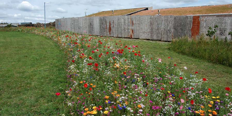 МАВРИТАНСКИЙ ГАЗОН НА УЧАСТКЕ