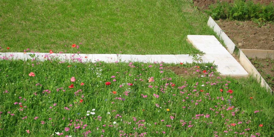 НИЗКОРОСЛЫЙ МАВРИТАНСКИЙ ГАЗОН