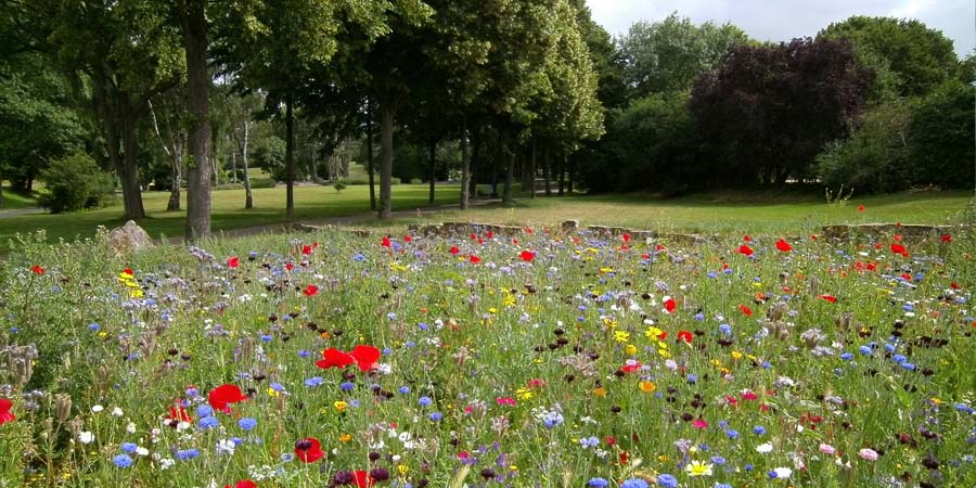 МАВРИТАНСКИЙ ГАЗОН В ЛАНДШАФТЕ