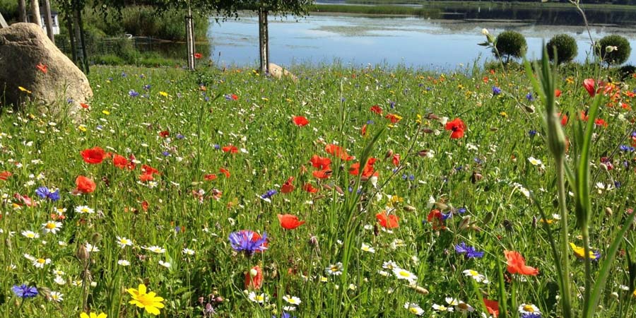 ВЫСОКИЙ МАВРИТАНСКИЙ ГАЗОН