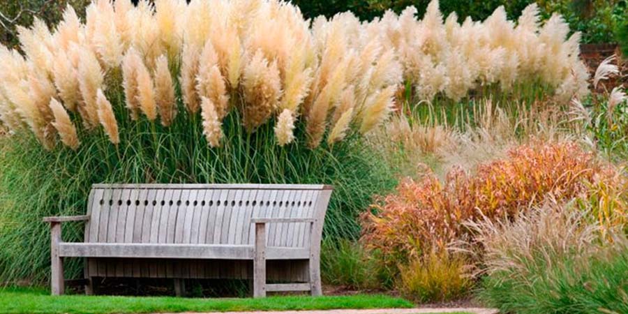 КОРТАДЕРИЯ