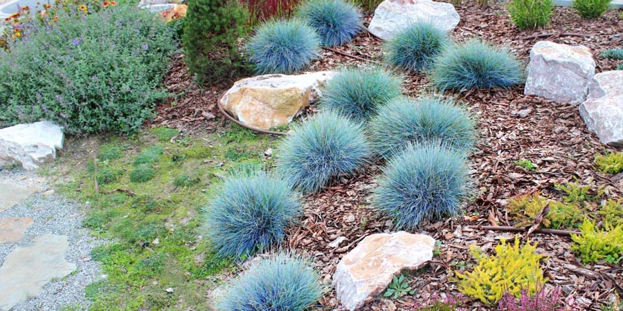 ОВСЯНИЦА СИЗАЯ