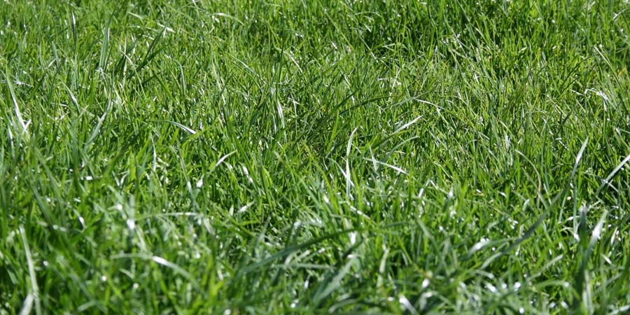 УДОБРЕНИЕ ДЛЯ ГАЗОНА