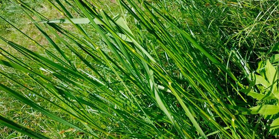 ОВСЯНИЦА ТРОСТНИКОВАЯ