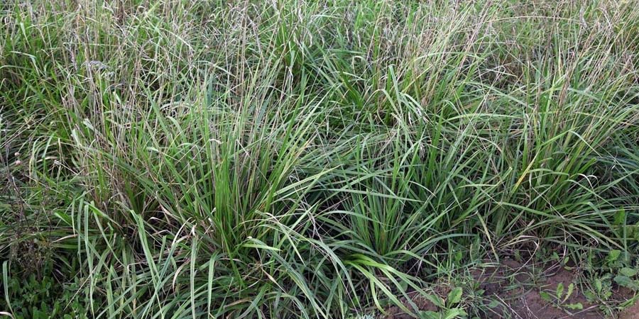 ОВСЯНИЦА ТРОСТНИКОВАЯ