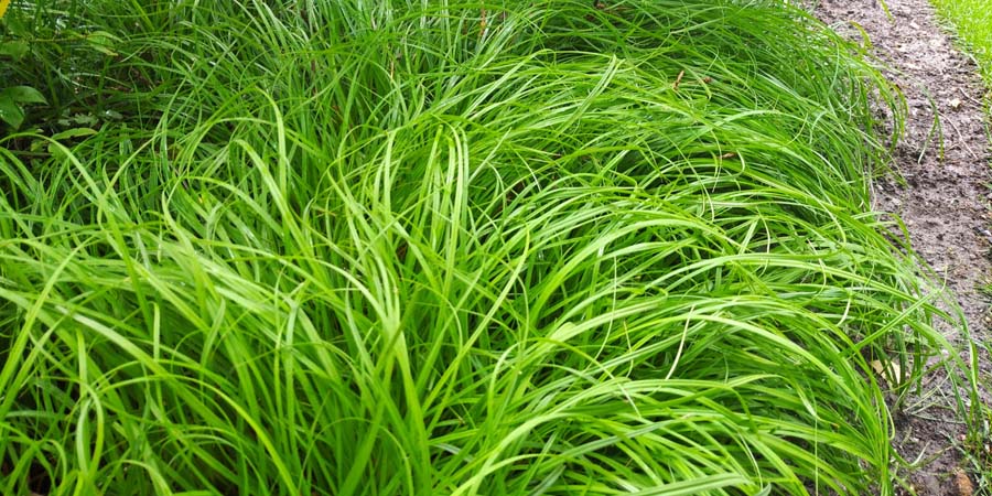 ОВСЯНИЦА ТРОСТНИКОВАЯ