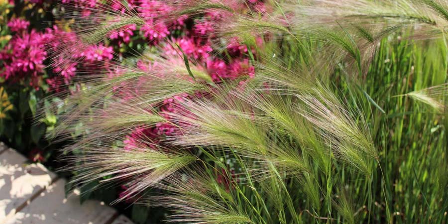 ЯЧМЕНЬ ГРИВАСТЫЙ