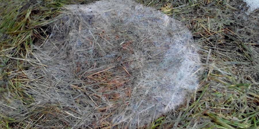 ФУЗАРИОЗ НА ГАЗОНЕ