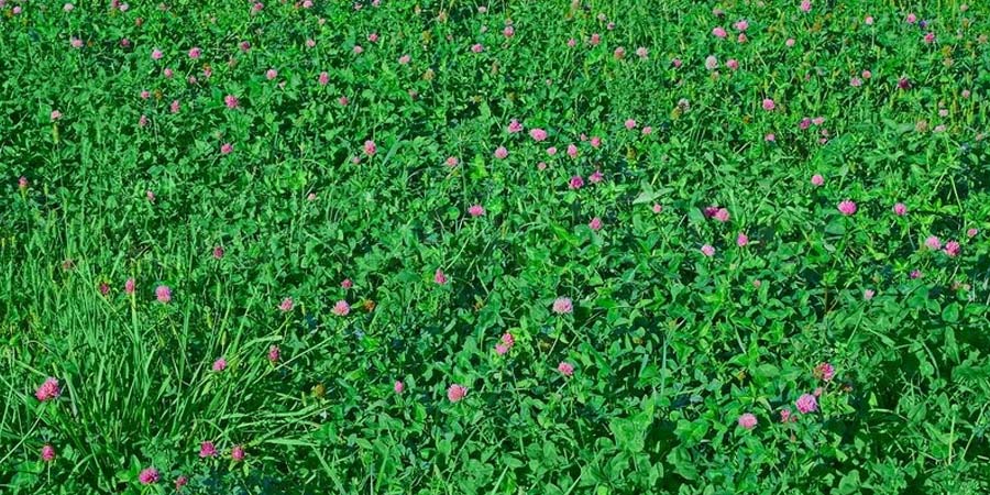 КРАСНЫЙ КЛЕВЕР