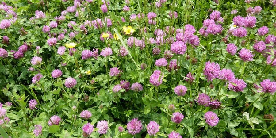 ГАЗОН ИЗ КЛЕВЕРА КРАСНОГО