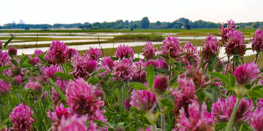 КЛЕВЕР КРАСНЫЙ ПАСТБИЩЕ