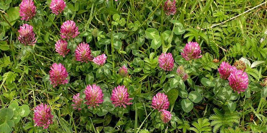 КРАСНЫЙ КЛЕВЕР