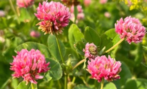 Красный клевер: неприметный герой вашего сада и здоровья