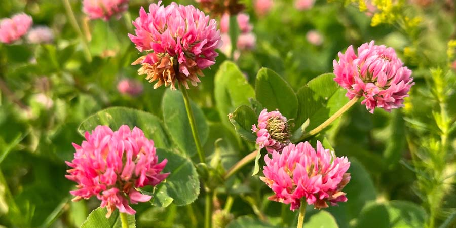 КЛЕВЕР КРАСНЫЙ