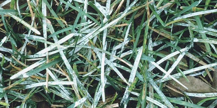 МУЧНИСТАЯ РОСА