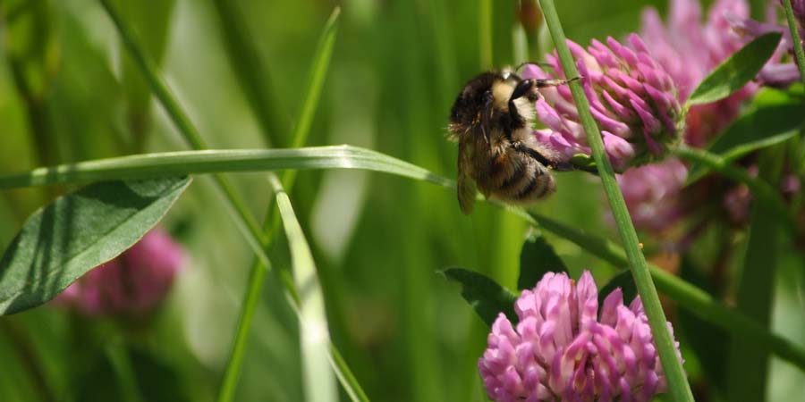 ПЧЕЛЫ НА ГАЗОНЕ