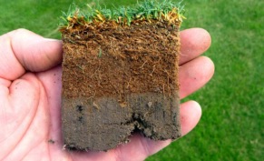 От пустоши к плодородию: полное руководство по улучшению качества почвы на участке