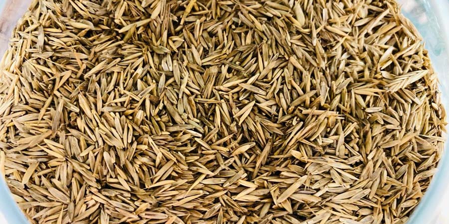 СЕМЕНА ГАЗОНА