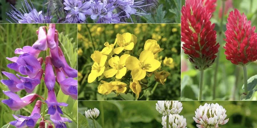 СИДЕРАТЫ ДЛЯ ОГОРОДА