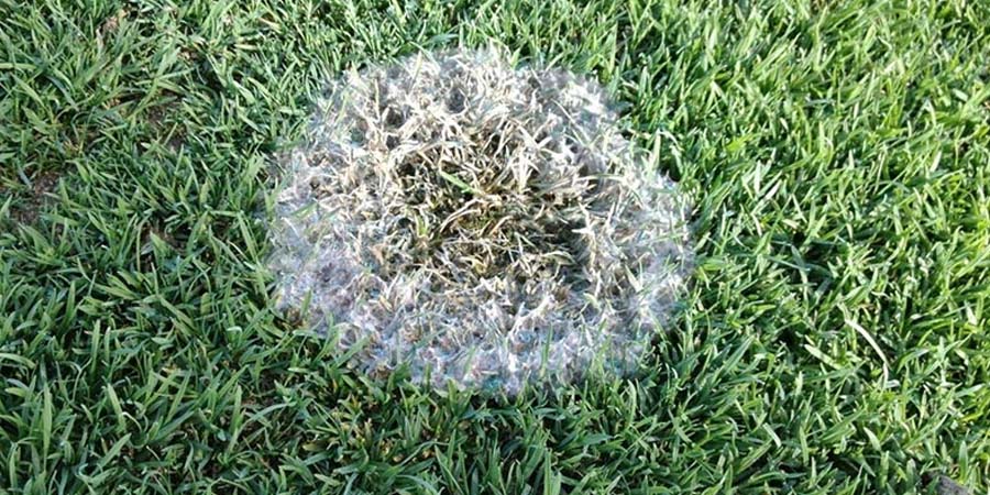 ТИФУЛЕЗ НА ГАЗОНЕ