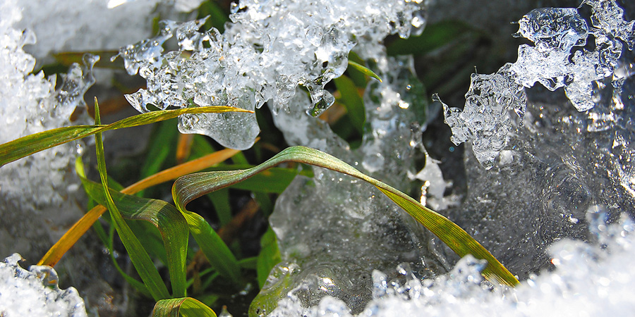 ЛЕДЯНАЯ КОРКА НА ГАЗОНЕ