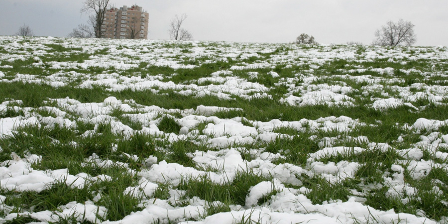 ГАЗОН ЗИМОЙ