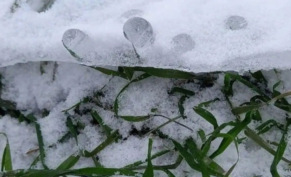 Уход за газоном зимой: миф о «периоде покоя» и стратегия сохранения идеального покрытия