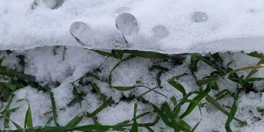 ГАЗОН ЗИМОЙ