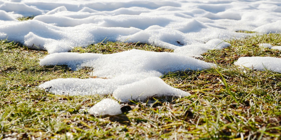 ЗИМНИЙ ГАЗОН