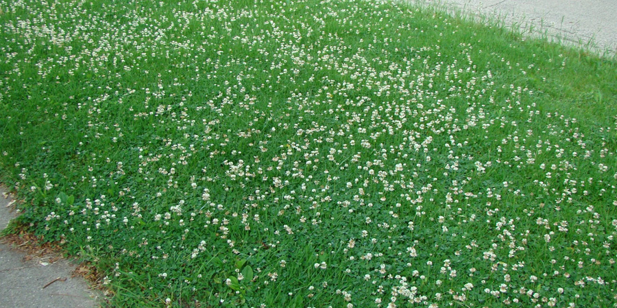 КЛЕВЕРА НА УЧАСТКЕ