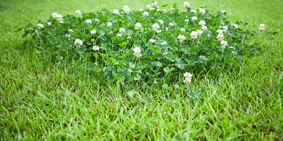 КЛЕВЕР НА ГАЗОНЕ