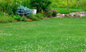 Сравнение газонов и способы ухода за ними: от мавританского ковра до партерного изумруда