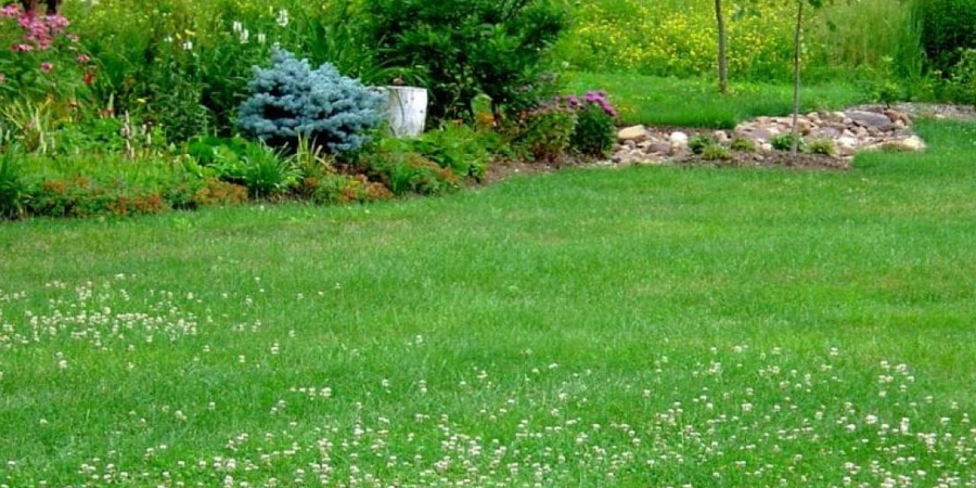 КЛЕВЕР НА ГАЗОНЕ