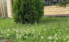 Клевер на газоне: незваный гость или природный помощник?