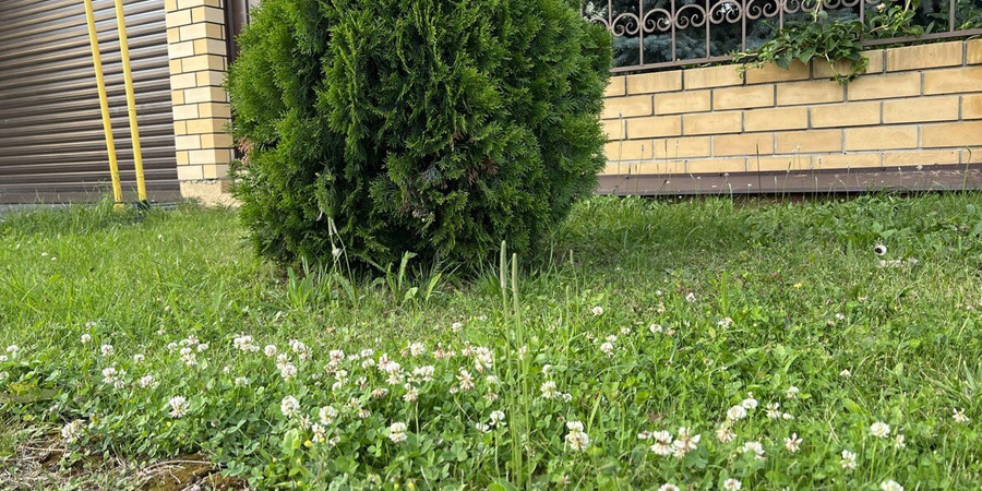 КЛЕВЕР НА УЧАСТКЕ